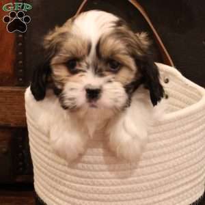 Hans, Cava-Tzu Puppy